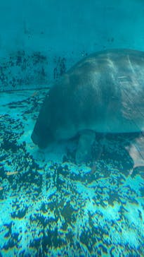 熱川バナナワニ園に投稿された画像（2025/7/30）