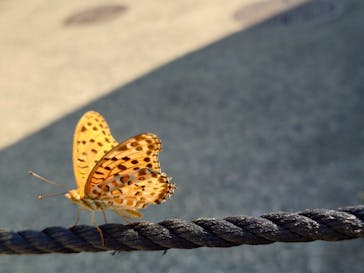 びわ湖バレイに投稿された画像（2025/7/30）