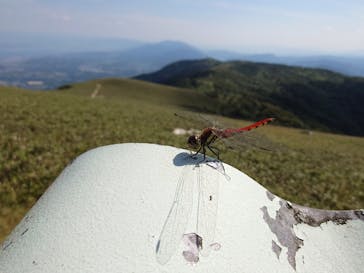 びわ湖バレイに投稿された画像（2025/7/30）