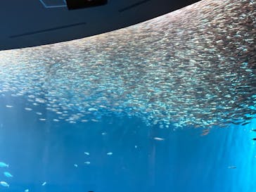 名古屋港水族館に投稿された画像（2025/7/30）