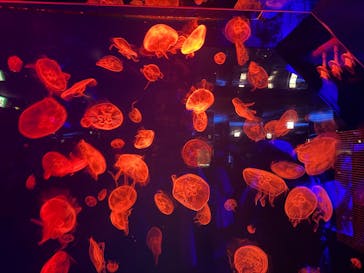 名古屋港水族館に投稿された画像（2025/7/30）