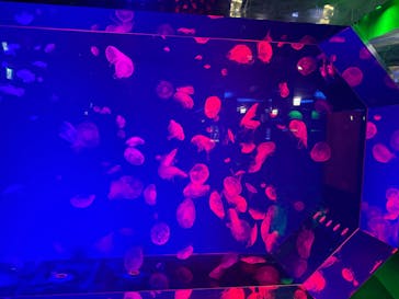 名古屋港水族館に投稿された画像（2025/7/30）