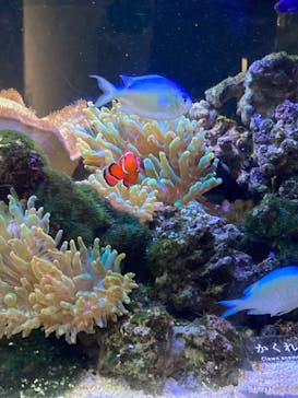 京都水族館に投稿された画像（2025/7/30）