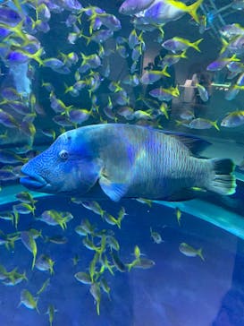 AQUARIUM × ART　atoaに投稿された画像（2025/7/30）