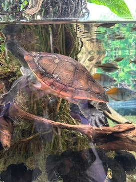 カワスイ 川崎⽔族館に投稿された画像（2025/7/30）