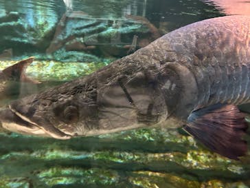カワスイ 川崎⽔族館に投稿された画像（2025/7/30）