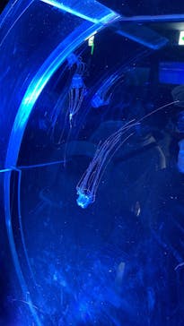 名古屋港水族館に投稿された画像（2025/7/30）