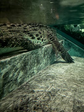 NIFREL（ニフレル）に投稿された画像（2025/7/30）