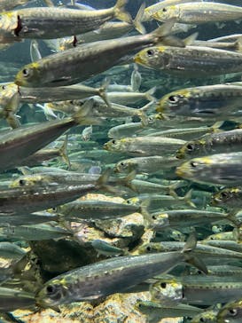 サンシャイン水族館に投稿された画像（2025/7/30）