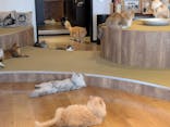 猫カフェモカ　池袋東口店に投稿された画像（2025/7/30）