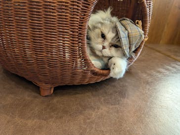 猫カフェモカ　池袋東口店に投稿された画像（2025/7/30）