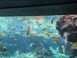 沖縄美ら海水族館に投稿された画像（2025/7/30）