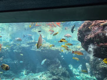 沖縄美ら海水族館に投稿された画像（2025/7/30）