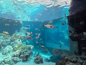 沖縄美ら海水族館に投稿された画像（2025/7/30）