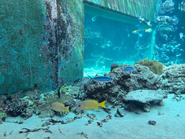 沖縄美ら海水族館に投稿された画像（2025/7/30）