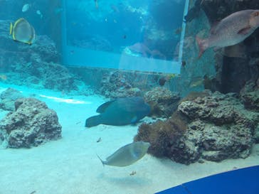 沖縄美ら海水族館に投稿された画像（2025/7/30）