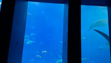 沖縄美ら海水族館に投稿された画像（2025/7/30）