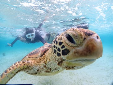 初心者専門宮古島シュノーケリングツアーに投稿された画像（2025/7/30）