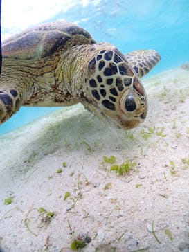 初心者専門宮古島シュノーケリングツアーに投稿された画像（2025/7/30）