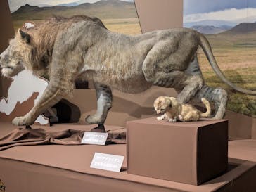 特別展「氷河期展 〜人類が見た4万年前の世界〜」（国立科学博物館）に投稿された画像（2025/7/30）