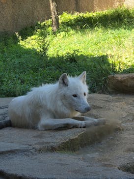 那須どうぶつ王国に投稿された画像（2025/7/30）