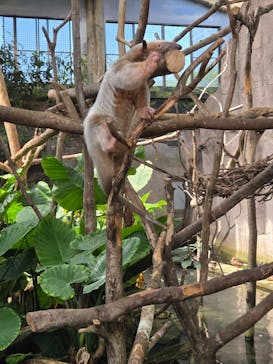 那須どうぶつ王国に投稿された画像（2025/7/30）