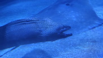 マクセル アクアパーク品川に投稿された画像（2025/7/30）