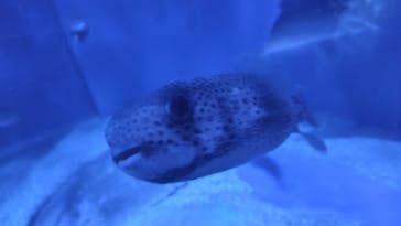 マクセル アクアパーク品川に投稿された画像（2025/7/30）