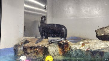 マクセル アクアパーク品川に投稿された画像（2025/7/30）