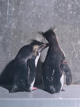 AOAO SAPPOROに投稿された画像（2025/7/30）