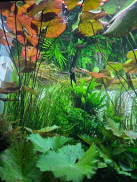 AOAO SAPPOROに投稿された画像（2025/7/30）