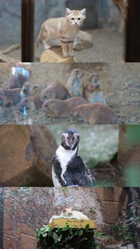 那須どうぶつ王国に投稿された画像（2025/7/30）