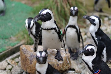 那須どうぶつ王国に投稿された画像（2025/7/30）