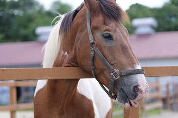 那須どうぶつ王国に投稿された画像（2025/7/30）