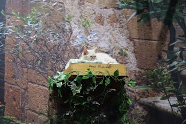 那須どうぶつ王国に投稿された画像（2025/7/30）