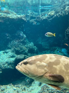 沖縄美ら海水族館に投稿された画像（2025/7/30）