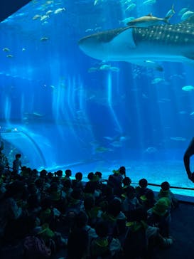 沖縄美ら海水族館に投稿された画像（2025/7/30）