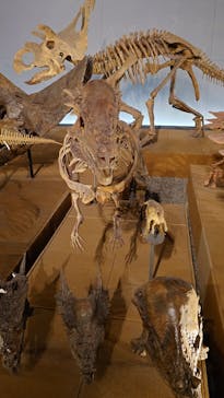 福井県立恐竜博物館に投稿された画像（2025/7/30）