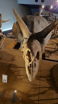 福井県立恐竜博物館に投稿された画像（2025/7/30）