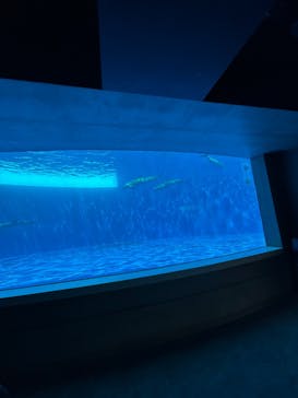 四国水族館に投稿された画像（2025/7/30）