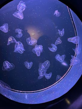 四国水族館に投稿された画像（2025/7/30）