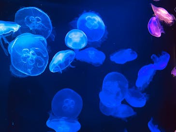 マリンワールド海の中道に投稿された画像（2025/7/31）