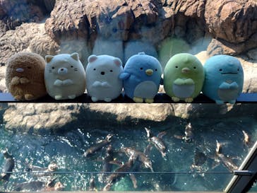 上越市立水族博物館 うみがたりに投稿された画像（2025/7/31）