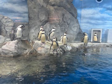 新江ノ島水族館に投稿された画像（2025/7/31）