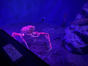 新江ノ島水族館に投稿された画像（2025/7/31）