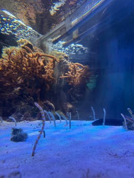 名古屋港水族館に投稿された画像（2025/7/31）