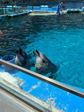 名古屋港水族館に投稿された画像（2025/7/31）