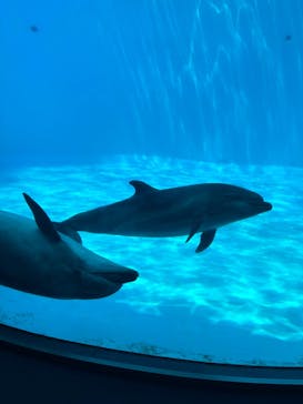 名古屋港水族館に投稿された画像（2025/7/31）