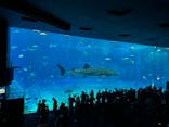 沖縄美ら海水族館に投稿された画像（2025/7/31）