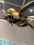 特別展 『昆虫 MANIAC』に投稿された画像（2025/7/31）